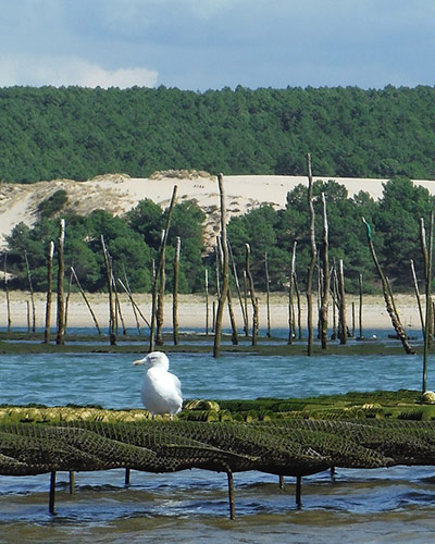 Rendez-vous au château : Cap Ferret and Margaux