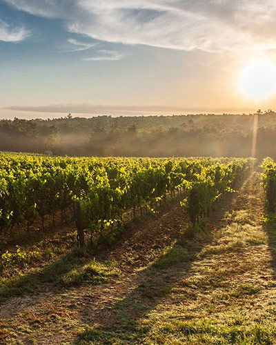 Rendez-vous au château : Vignobles de coteaux